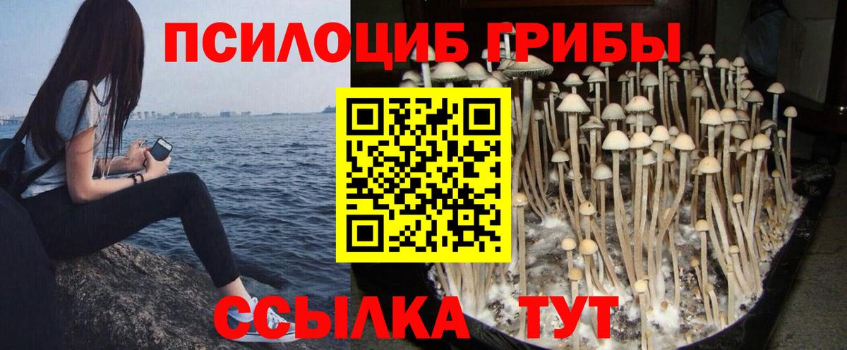 Галлюциногенные грибы Cubensis  Вход с VPN  Саянск 